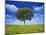 Tree Against Blue Sky-Lew Robertson-Mounted Photographic Print