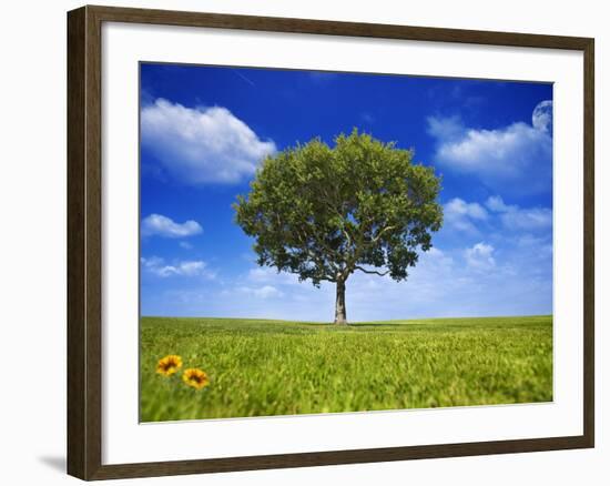 Tree Against Blue Sky-Lew Robertson-Framed Photographic Print