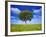 Tree Against Blue Sky-Lew Robertson-Framed Photographic Print