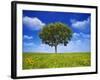 Tree Against Blue Sky-Lew Robertson-Framed Photographic Print