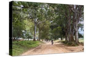 Tree Alley in Livingstonia, Malawi, Africa-Michael Runkel-Stretched Canvas