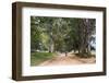 Tree Alley in Livingstonia, Malawi, Africa-Michael Runkel-Framed Photographic Print