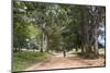 Tree Alley in Livingstonia, Malawi, Africa-Michael Runkel-Mounted Photographic Print