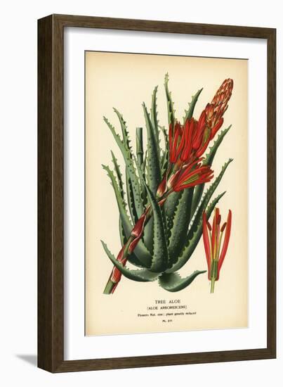 Tree Aloe, Aloe Arborescens. Chromolithograph from an Illustration by Desire Bois from Edward Step’-Désiré Georges Jean Marie Bois-Framed Giclee Print