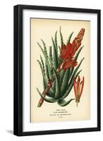 Tree Aloe, Aloe Arborescens. Chromolithograph from an Illustration by Desire Bois from Edward Step’-Désiré Georges Jean Marie Bois-Framed Giclee Print