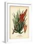 Tree Aloe, Aloe Arborescens. Chromolithograph from an Illustration by Desire Bois from Edward Step’-Désiré Georges Jean Marie Bois-Framed Giclee Print
