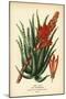 Tree Aloe, Aloe Arborescens. Chromolithograph from an Illustration by Desire Bois from Edward Step’-Désiré Georges Jean Marie Bois-Mounted Giclee Print