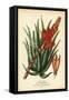 Tree Aloe, Aloe Arborescens. Chromolithograph from an Illustration by Desire Bois from Edward Step’-Désiré Georges Jean Marie Bois-Framed Stretched Canvas