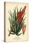 Tree Aloe, Aloe Arborescens. Chromolithograph from an Illustration by Desire Bois from Edward Step’-Désiré Georges Jean Marie Bois-Stretched Canvas