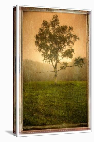 Tree Alone-Craig Satterlee-Stretched Canvas