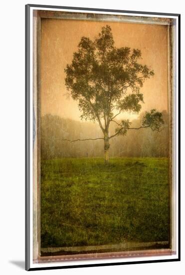 Tree Alone-Craig Satterlee-Mounted Photographic Print