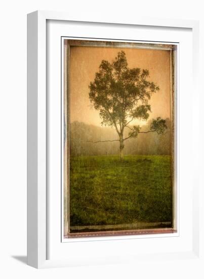 Tree Alone-Craig Satterlee-Framed Photographic Print