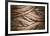 Tree and Bark Texture-fotoslaz-Framed Photographic Print