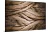 Tree and Bark Texture-fotoslaz-Mounted Photographic Print