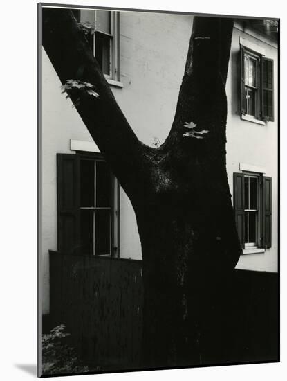 Tree and Building, 1960-Brett Weston-Mounted Photographic Print