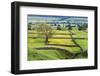 Tree and Buttercup Meadows Near Askrigg at Dusk Wensleydale-Mark Sunderland-Framed Photographic Print