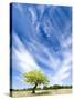 Tree and Clouds, Provence, France-Nadia Isakova-Stretched Canvas