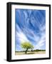 Tree and Clouds, Provence, France-Nadia Isakova-Framed Photographic Print