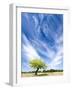 Tree and Clouds, Provence, France-Nadia Isakova-Framed Photographic Print