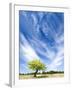 Tree and Clouds, Provence, France-Nadia Isakova-Framed Photographic Print