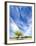 Tree and Clouds, Provence, France-Nadia Isakova-Framed Photographic Print