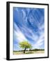 Tree and Clouds, Provence, France-Nadia Isakova-Framed Photographic Print