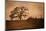 Tree and Fence II-David Winston-Mounted Giclee Print