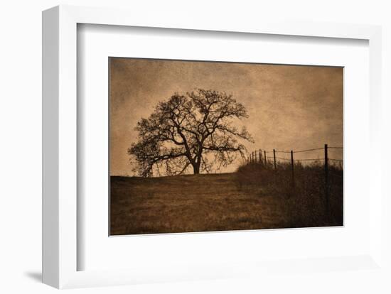 Tree and Fence II-David Lorenz Winston-Framed Art Print