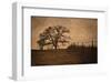 Tree and Fence II-David Lorenz Winston-Framed Art Print