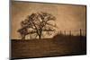 Tree and Fence II-David Lorenz Winston-Mounted Art Print
