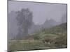 Tree and Fence in Mist, Talybont, October-Tom Hughes-Mounted Giclee Print