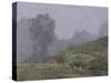 Tree and Fence in Mist, Talybont, October-Tom Hughes-Stretched Canvas