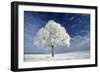 Tree and Frost, Winter Landscape and Tree Covered-null-Framed Photographic Print