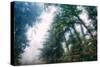 Tree and Mist Design Redwood Coast California-Vincent James-Stretched Canvas