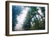 Tree and Mist Design Redwood Coast California-Vincent James-Framed Photographic Print