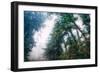 Tree and Mist Design Redwood Coast California-Vincent James-Framed Photographic Print