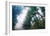 Tree and Mist Design Redwood Coast California-Vincent James-Framed Photographic Print