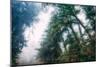 Tree and Mist Design Redwood Coast California-Vincent James-Mounted Photographic Print
