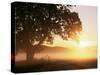 Tree and Morning Fog, Bavaria, Germany, Europe-Jochen Schlenker-Stretched Canvas