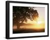 Tree and Morning Fog, Bavaria, Germany, Europe-Jochen Schlenker-Framed Photographic Print