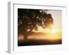 Tree and Morning Fog, Bavaria, Germany, Europe-Jochen Schlenker-Framed Photographic Print