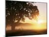 Tree and Morning Fog, Bavaria, Germany, Europe-Jochen Schlenker-Mounted Photographic Print