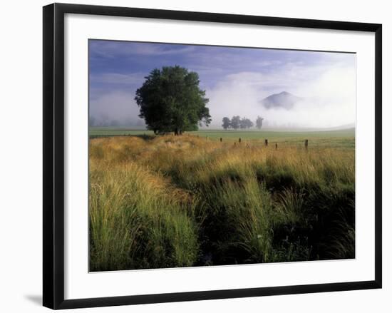 Tree and Rich Mountain in Fog, Great Smoky Mountains National Park, Tennessee, USA-Adam Jones-Framed Photographic Print