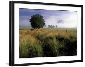 Tree and Rich Mountain in Fog, Great Smoky Mountains National Park, Tennessee, USA-Adam Jones-Framed Photographic Print