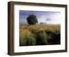 Tree and Rich Mountain in Fog, Great Smoky Mountains National Park, Tennessee, USA-Adam Jones-Framed Photographic Print