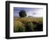 Tree and Rich Mountain in Fog, Great Smoky Mountains National Park, Tennessee, USA-Adam Jones-Framed Photographic Print