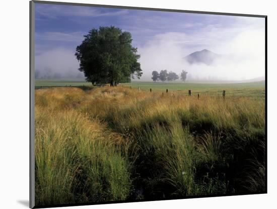 Tree and Rich Mountain in Fog, Great Smoky Mountains National Park, Tennessee, USA-Adam Jones-Mounted Photographic Print