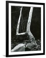 Tree and Rock, 1967-Brett Weston-Framed Photographic Print