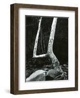 Tree and Rock, 1967-Brett Weston-Framed Photographic Print