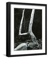 Tree and Rock, 1967-Brett Weston-Framed Photographic Print